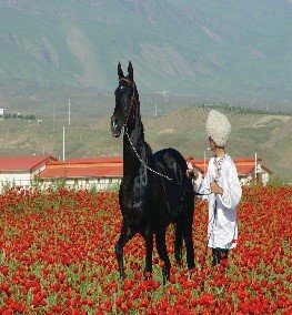 Horse farm