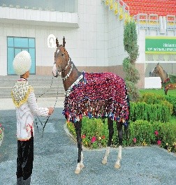 An Eastern Bazar - Akhalteke Horse Farm