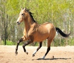 Базар Алтын Асыр - конный завод